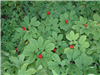 JPG_Mature_plants_red_berry18.jpg